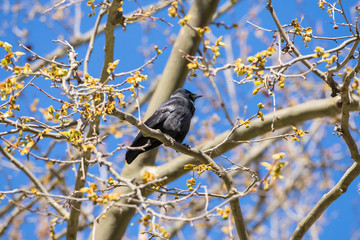 Western Jackdaw, Coloeus monedula, black bird perched on a branch in springtime