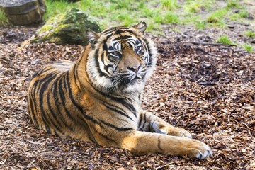 Relaxing tiger