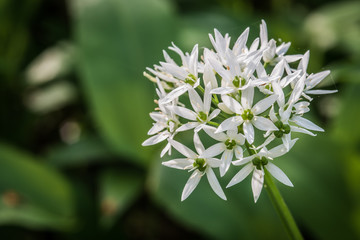 The characteristic white flowers  of wild garlic are perfectly edible – and pretty too – although the plant is at its best before too many flowers appear. © johannesoehl