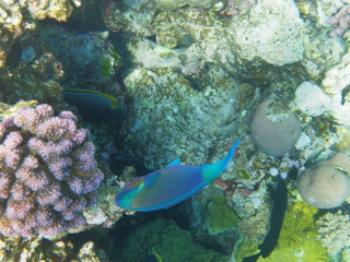 pesce pappagallo © paolo