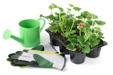 Geranium flower tray with water can and garden gloves