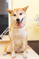Shiba Inu dog an appointment at the beautician