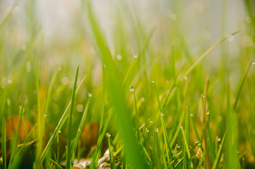Dew drops on blades of grass on a sunny morning