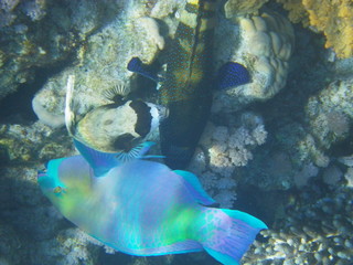 pesce pappagallo © paolo