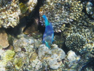 pesce pappagallo © paolo