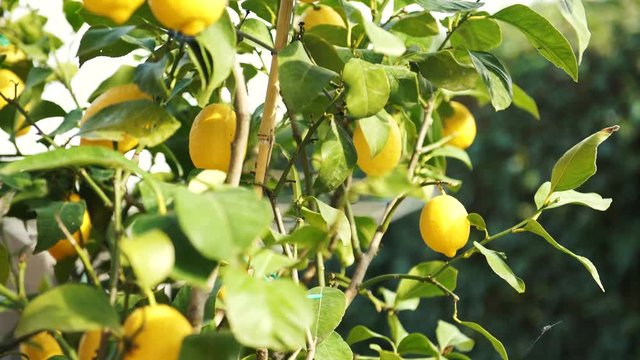 A lemon tree outside in the garden with a strong wind in the spring, 4K