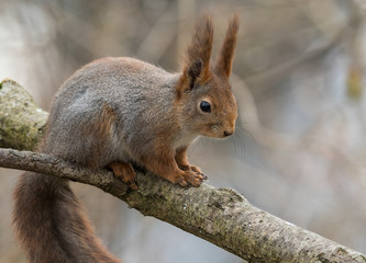 Cute young red squirrel sitting on tree branch