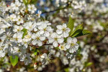 white flowers cherry background
