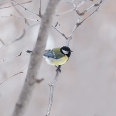 yellow tit  on a branch