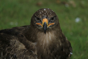 hawk
