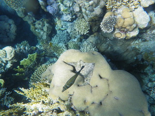 barriera corallina e pesci