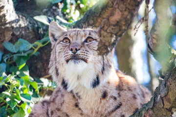 lynx © Bastian