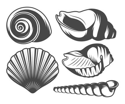 Seashells icons set