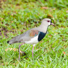Southern lapwing bird walking on grass