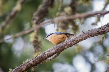 Eurasian Nuthatch