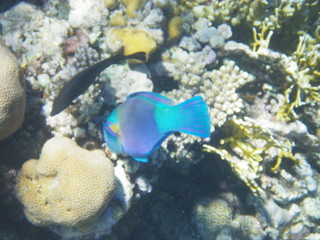 pesce pappagallo © paolo