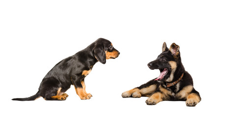 Two puppies of breed Slovakian Hound and German Shepherd, isolated on a white background