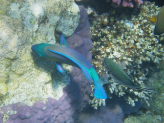 pesce pappagallo © paolo