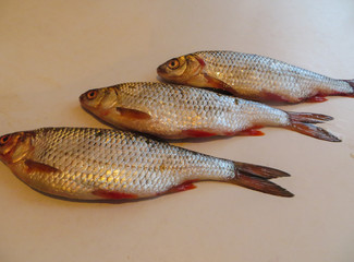 Fresh roach, after fishing.