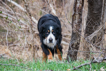 old bernese mountain dog
