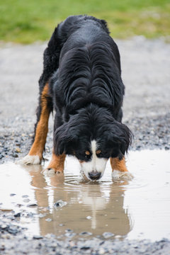 Old Bernese Mountain Dog Drinking