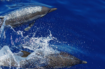 Obraz premium Wild dolphins.