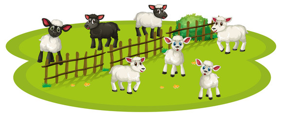 White sheeps and black sheeps on the farm © GraphicsRF
