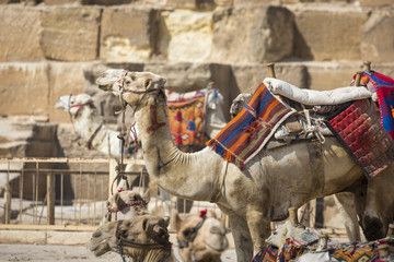 Bedouin camels rest near the Pyramids, Cairo, Egypt