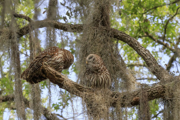 BARRED OWL