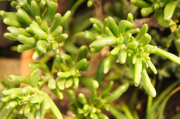 Fototapeta na wymiar Crassula ovata hobbit green plant