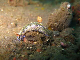 Meeresschnecke