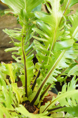 Asplenium nidus fimbriatum green fern plant
