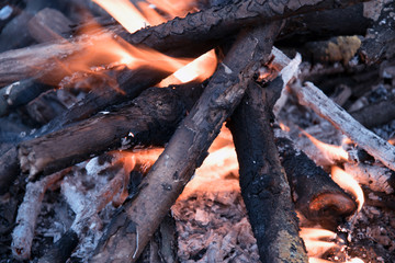 bonfire in the forest. Fire. Wood