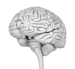 Human brain 3D model. Medically accurate 3D illustration