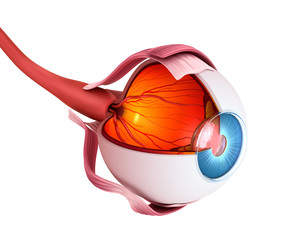 Eye anatomy - inner structure, Medically accurate 3D illustration .