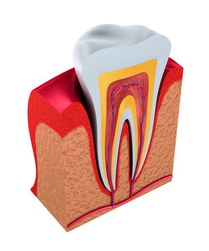 Section of the tooth. pulp with nerves and blood vessels. 3D illustration