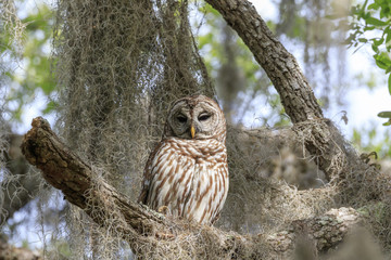 BARRED OWL