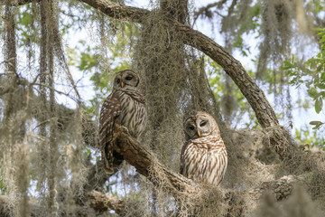 BARRED OWL