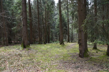 Waldboden