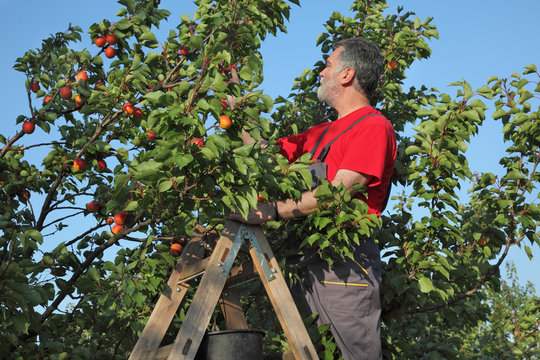 Farmer picking apricot fruit in orchard from ladder
