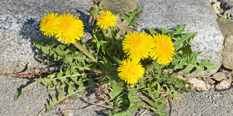 Löwenzahn am Gehsteigrand © photo 5000