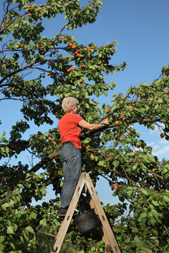 Farmer picking apricot fruit in orchard from ladder