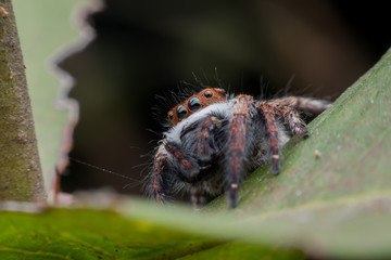 Super macro Jumping spider or Carrhotus viduus