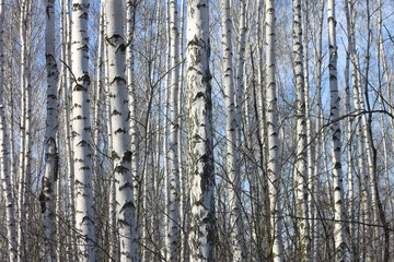 Trunks of birch trees against blue sky, birch forest in sunlight in spring, birch trees in bright sunshine