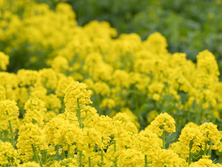 春の菜の花畑