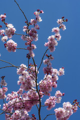 One branch of blooming beautiful cherry with blue sky as background in spring
