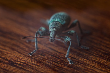 large pine weevil crawling on furniture