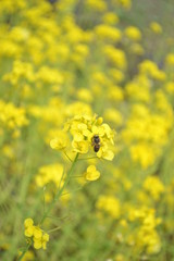 みつばちとなのはな