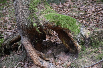 Waldboden