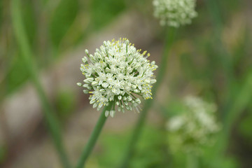 View beautiful of Onion flower stalks. Closeup in summer